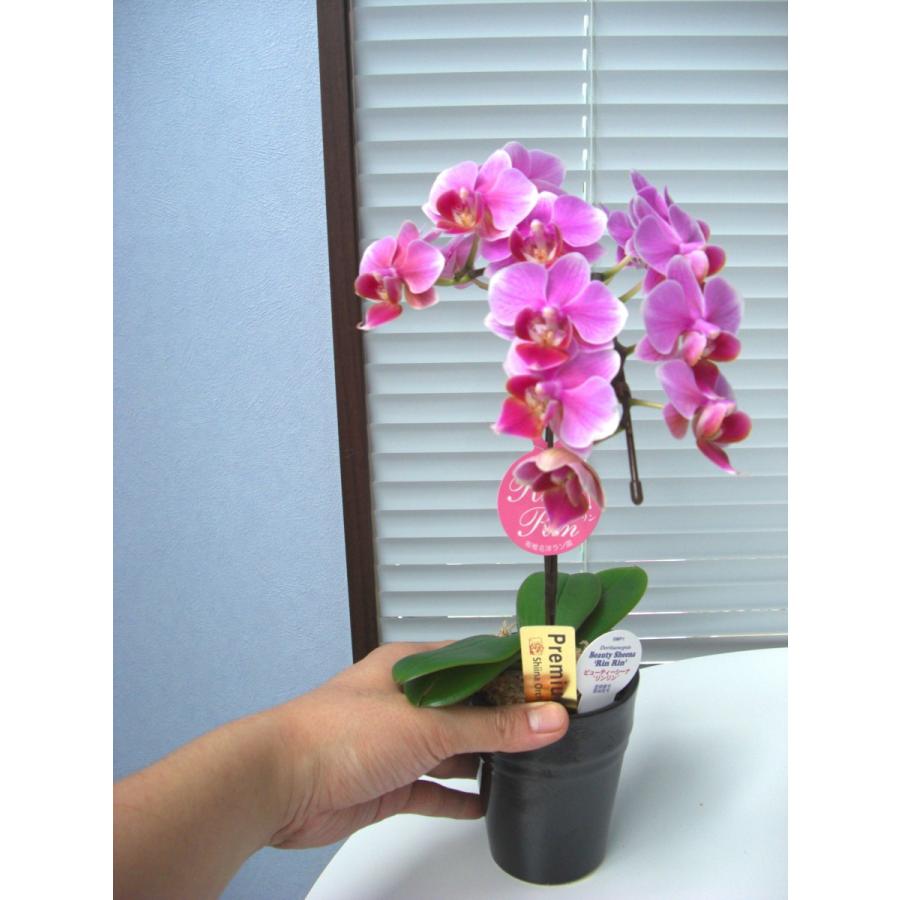 FlowerKitchen 【A-81】胡蝶蘭 産地直送の花ギフト【テーブル胡蝶蘭 1