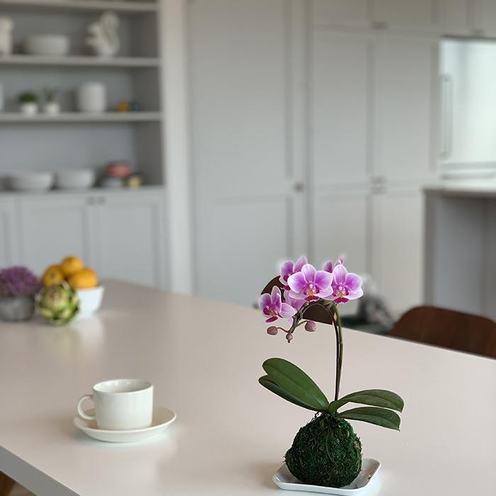 A 76 胡蝶蘭 産地直送の花ギフト マイクロ胡蝶蘭 苔玉 1本立ち 3号 椎名洋ラン園の胡蝶蘭 育てやすい 花鉢 Kr 0080 Flowerkitchen Jiyugaoka 通販 Yahoo ショッピング