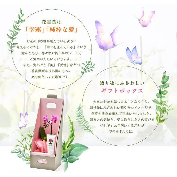 胡蝶蘭 ギフト 産地直送の花ギフト マイクロ胡蝶蘭アクアポット入り と ビューティーハンドクリームセット 椎名洋ラン園の胡蝶蘭 Kr 00 Flowerkitchen Jiyugaoka 通販 Yahoo ショッピング