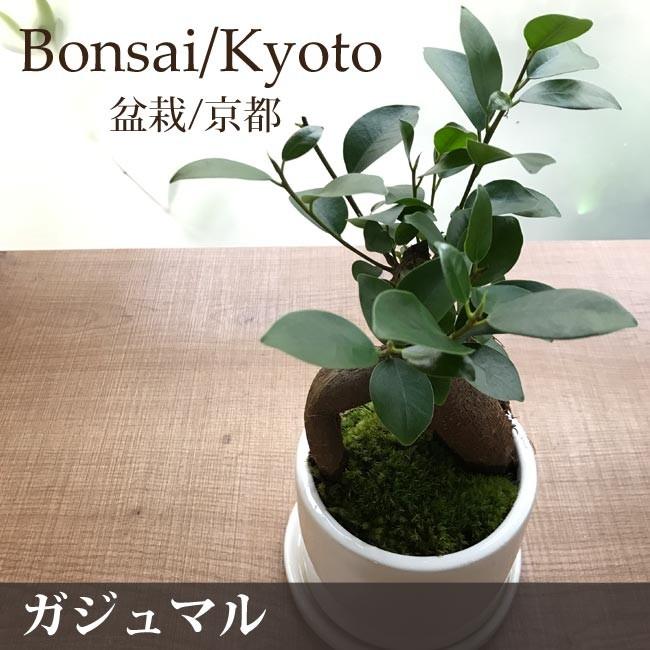 観葉植物 盆栽 和モダンなガジュマルbonsai ホワイト円柱 即日発送 あすつくのグリーンギフト Kyoto002 Flowerkitchen Jiyugaoka 通販 Yahoo ショッピング