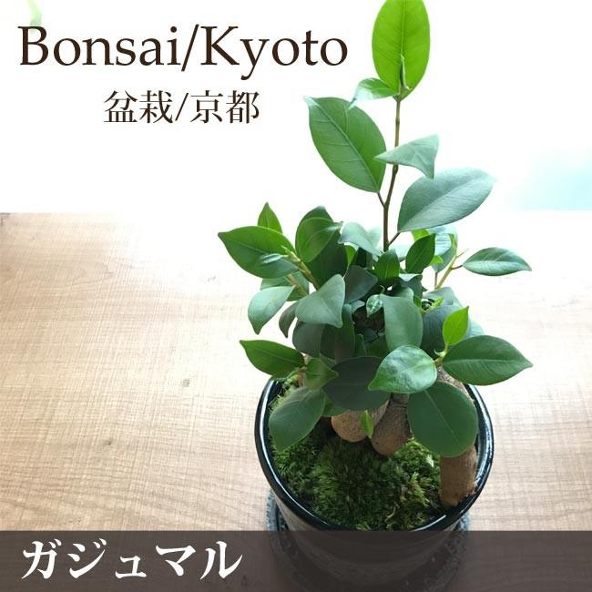観葉植物 盆栽 和モダンなガジュマルbonsai ブラック 即日発送 あすつくのグリーンギフト Kyoto008 Flowerkitchen Jiyugaoka 通販 Yahoo ショッピング