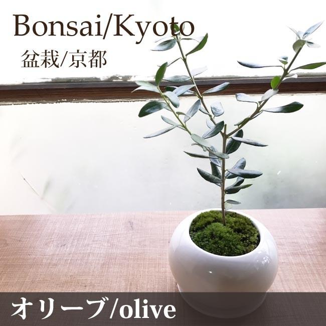 観葉植物 盆栽 和モダンなオリーブbonsai オリーブの木 丸陶器 即日発送 あすつくのグリーンギフト Kyoto011 Flowerkitchen Jiyugaoka 通販 Yahoo ショッピング