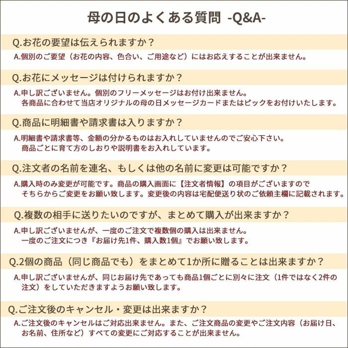 LG母の日 花 ギフト カーネーション５号鉢　選べるカラー 赤 ピンク　FKHH｜fkjiyugaoka｜11