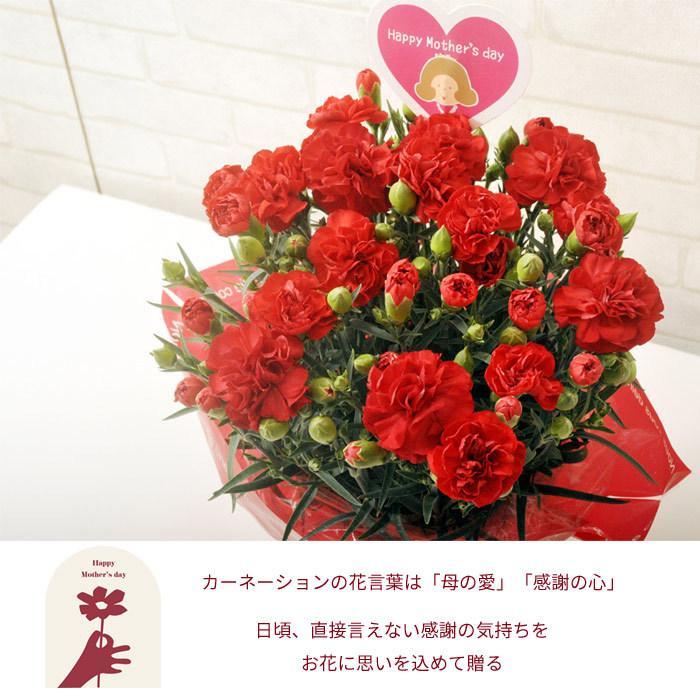 LG母の日 花 ギフト カーネーション５号鉢　選べるカラー 赤 ピンク　FKHH｜fkjiyugaoka｜05