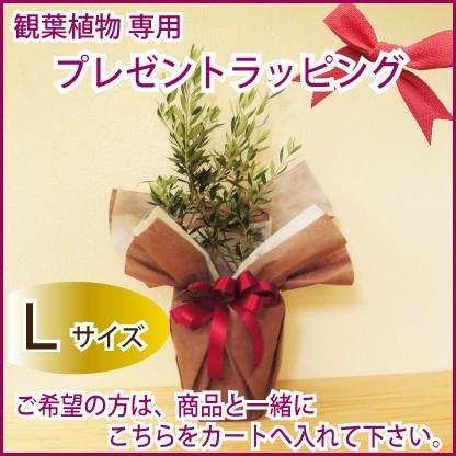 観葉植物 花鉢 ラッピング ｌサイズ 商品と一緒にカートへお入れ下さい Lrapp Flowerkitchen Jiyugaoka 通販 Yahoo ショッピング