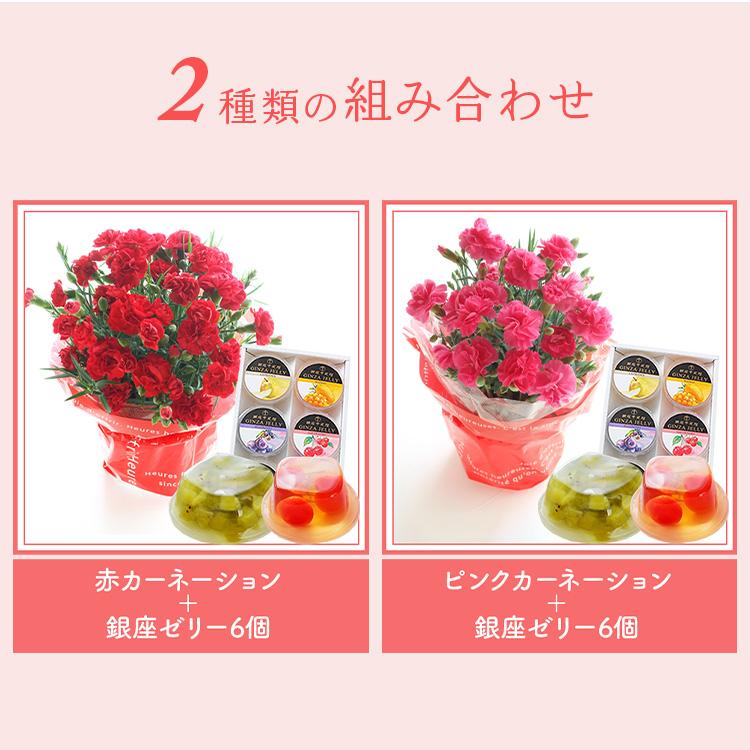 母の日 ギフト 花 2026 スイーツ お菓子 花とスイーツ プレゼント カーネーション 鉢植え と 千疋屋フルーツゼリー6個入 スイーツ FKHH | FlowerKitchen | 04