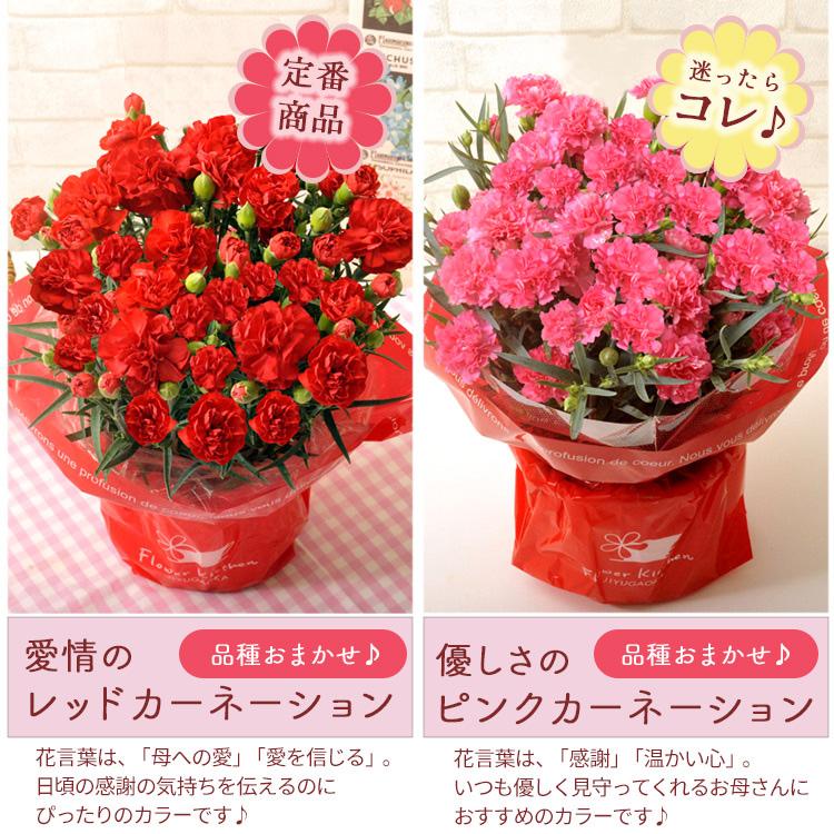 母の日 ギフト 花 2026 スイーツ お菓子 花とスイーツ プレゼント カーネーション 鉢植え と 千疋屋フルーツゼリー6個入 スイーツ FKHH | FlowerKitchen | 06