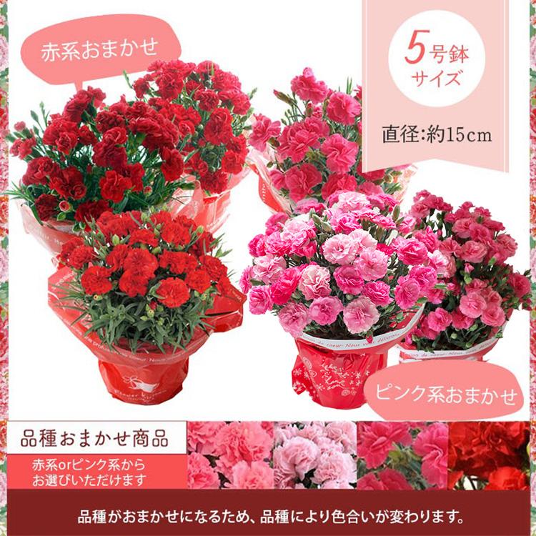 母の日 ギフト 花 2026 スイーツ お菓子 花とスイーツ プレゼント カーネーション 鉢植え と 千疋屋フルーツゼリー6個入 スイーツ FKHH | FlowerKitchen | 07