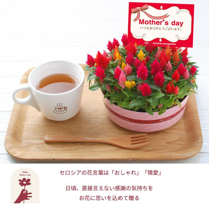 絶対一番安い 遅れてごめんね 最短発送 母の日 ギフト 22 カラフルケイトウケーキ 5号鉢 セロシアケイトウ 花鉢 鉢植え フラワーキッチン Fkhh Heartlandgolfpark Com