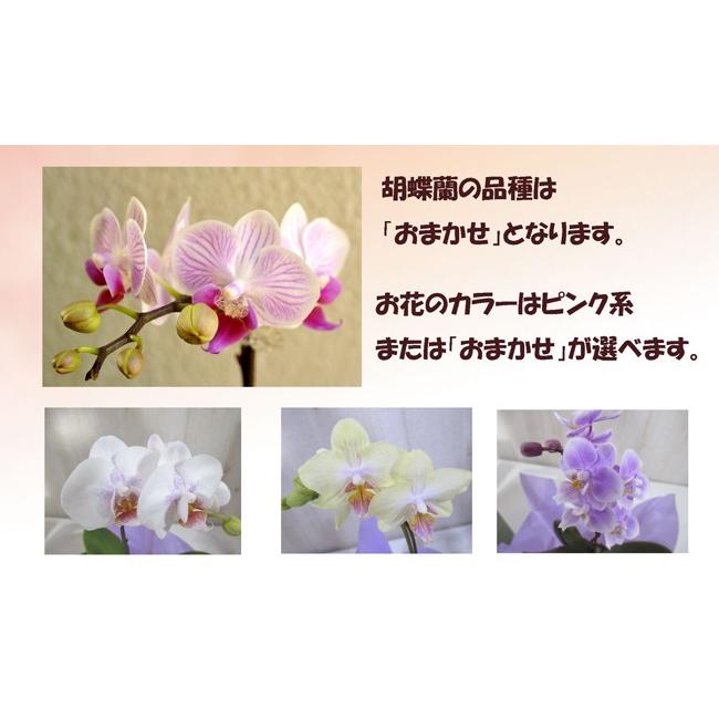 FlowerKitchen 胡蝶蘭 産地直送の花ギフト 【A-141】マイクロ FlowerKitchen 胡蝶蘭 産地直送の花ギフト 【A-141】マイクロ