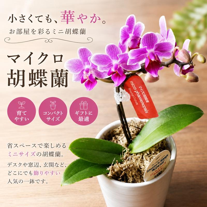 椎名洋 ミディ胡蝶蘭 ピンク ミディ胡蝶蘭 3本立ち 6号陶器鉢