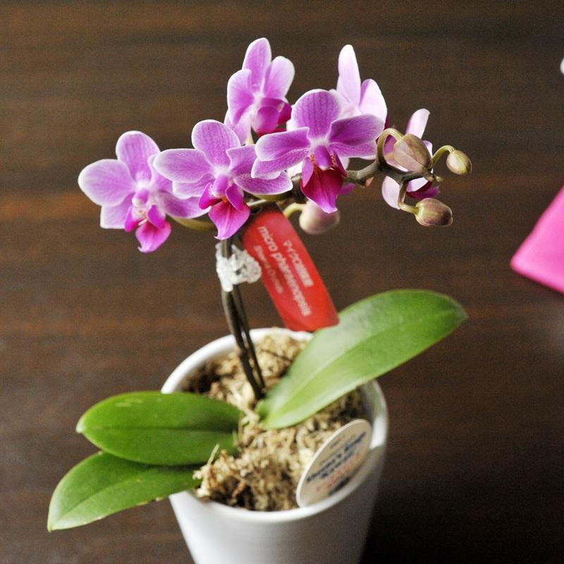 FlowerKitchen 胡蝶蘭 産地直送の花ギフト 【A-141】マイクロ胡蝶蘭