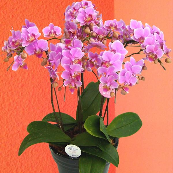 マザーチーク 胡蝶蘭(ミディファレノ) ミディ 胡蝶 蘭 ピンク