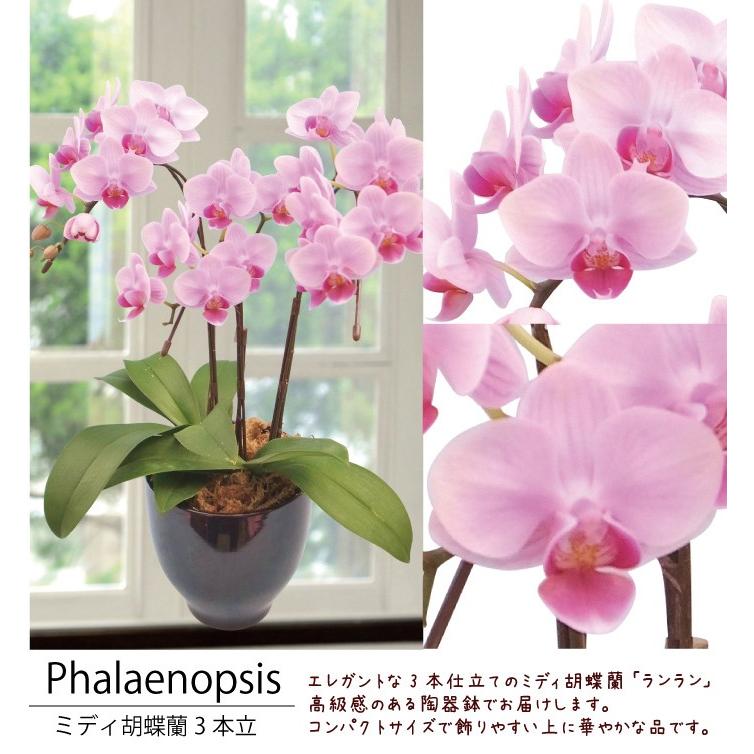 1日分⭐️ミディ胡蝶蘭⭐️陶器鉢8ポットセット⭐️ 1日分⭐️ミディ胡蝶蘭⭐️陶器鉢8ポットセット⭐️ FlowerKitchen 胡蝶