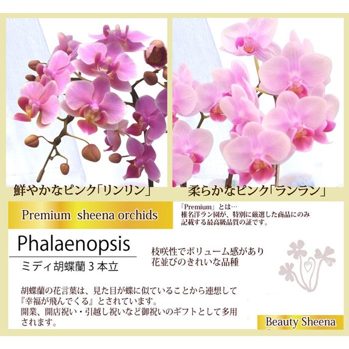FlowerKitchen 胡蝶蘭 ギフト 産地直送の花ギフト【A-89 FlowerKitchen 胡蝶蘭 ギフト 産地直送の花ギフト【A-89