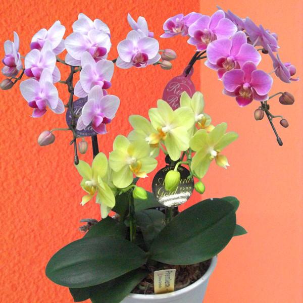 メーカー包装済 胡蝶蘭 ギフト 産地直送の花ギフト ミディ胡蝶蘭 3本立ちミックス 5 5号 陶器鉢入り 椎名洋ラン園の胡蝶蘭 ミディー胡蝶蘭 交換無料 Www Aqtsolutions Com