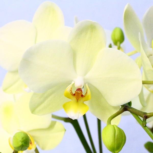 FlowerKitchen 胡蝶蘭 ギフト 産地直送の花ギフト ミディ胡蝶蘭 3本