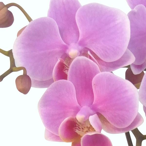 FlowerKitchen 胡蝶蘭 ギフト 産地直送の花ギフト ミディ胡蝶蘭 3本