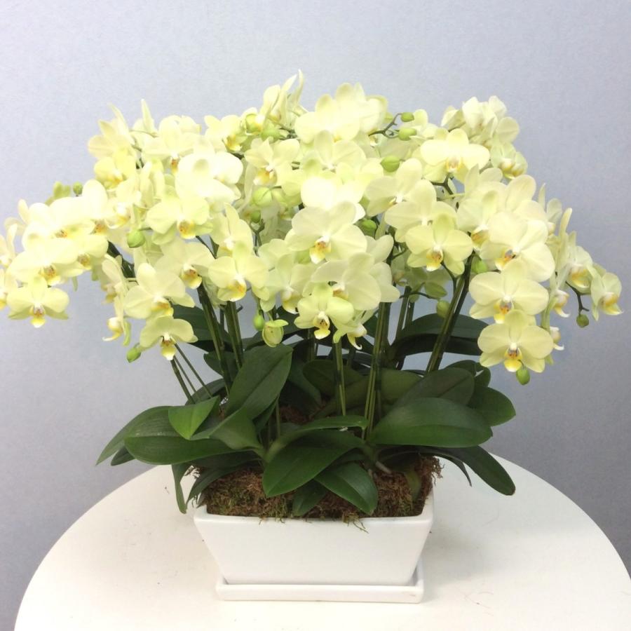 ミディ胡蝶蘭12個セット FlowerKitchen 胡蝶蘭 ギフト 産地直送の花ギフト 【A-148