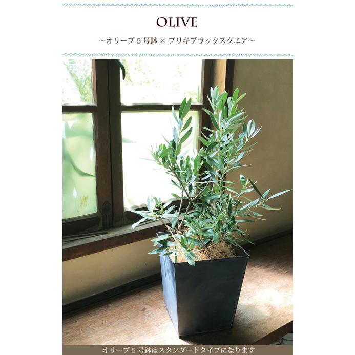 観葉植物 オリーブ 5号 ブリキブラックスクエアカバー付き ヤシ繊維付き Olimi5 Flowerkitchen Jiyugaoka 通販 Yahoo ショッピング