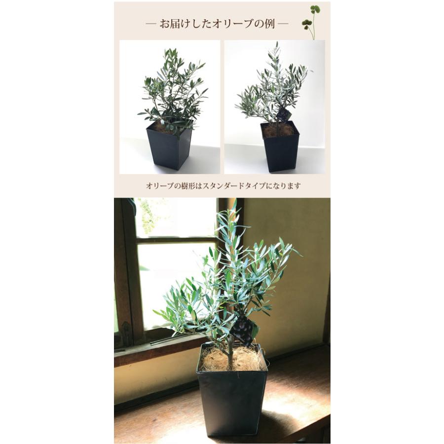 観葉植物　 オリーブ 5号  ＋ ブリキブラックスクエアカバー付き ヤシ繊維付き｜fkjiyugaoka｜04