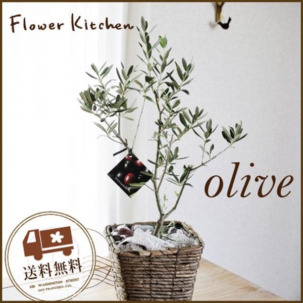 FlowerKitchen 観葉植物 オリーブの木 5号Sサイズ 即日発送 あすつくの