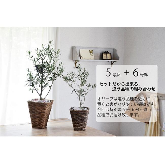 FlowerKitchen 観葉植物 オリーブの木 5号鉢と6号鉢のセット FlowerKitchen 観葉植物 オリーブの木 5号鉢と6号鉢のセット