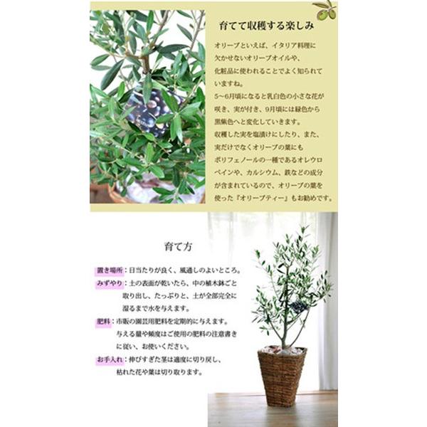 FlowerKitchen 観葉植物 オリーブの木 5号鉢と6号鉢のセット FKTK