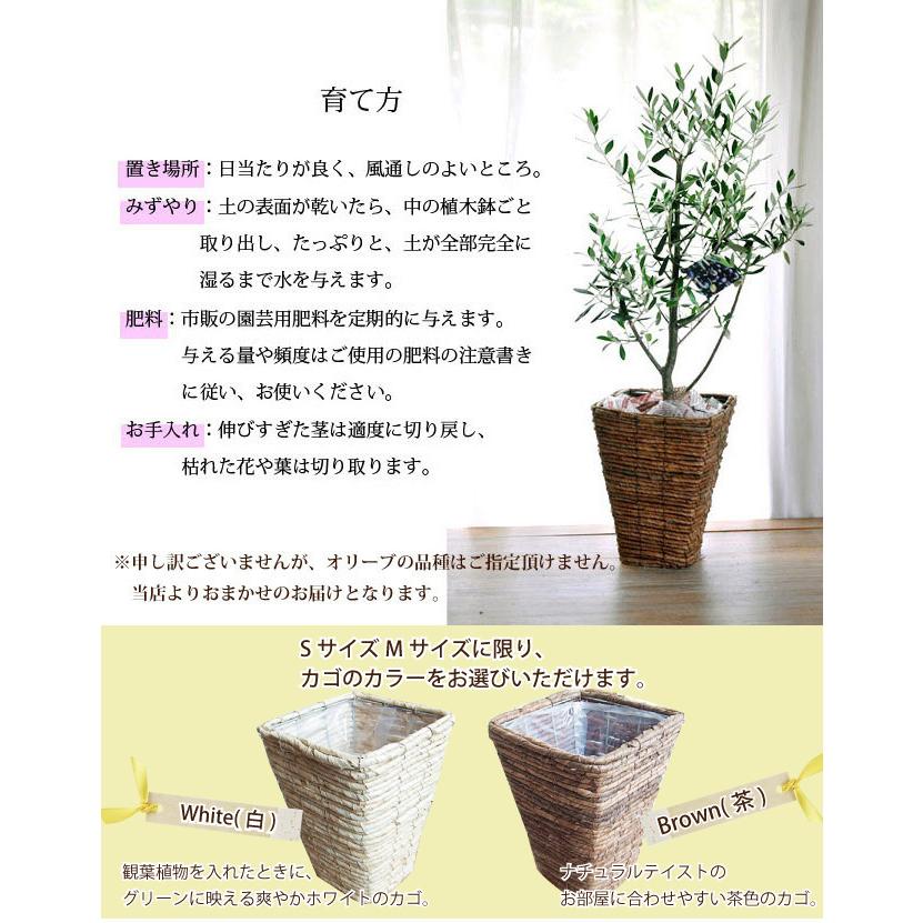 観葉植物 オリーブの木 6号 ｍサイズ 即日発送 あすつくのグリーンギフト Olive6go Flowerkitchen Jiyugaoka 通販 Yahoo ショッピング