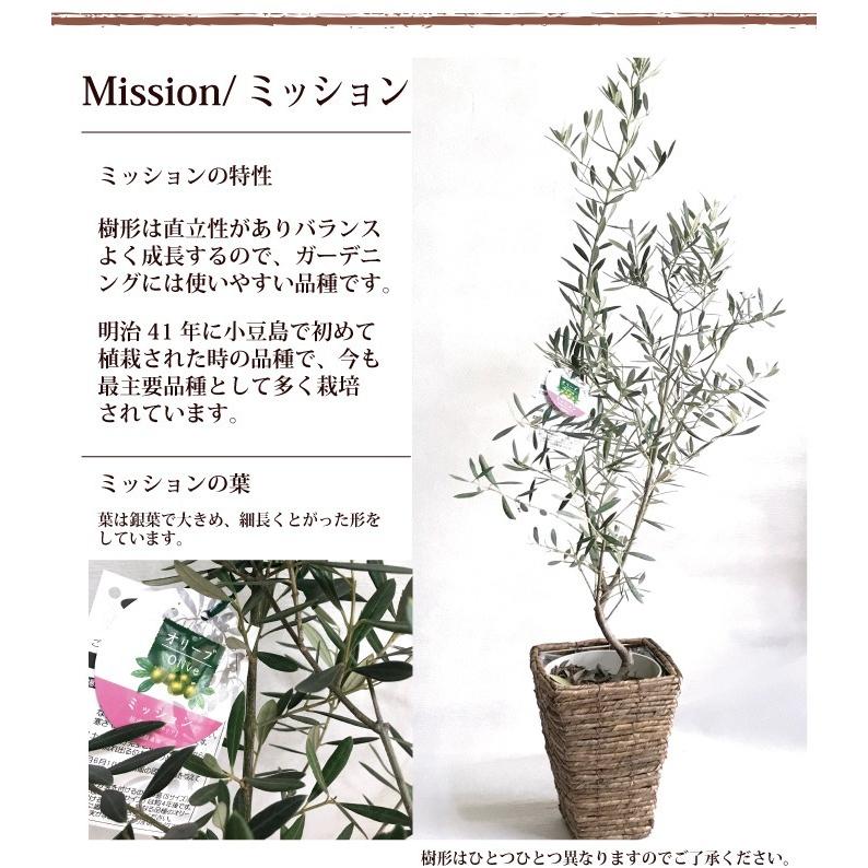 観葉植物 オリーブの木 6号 ｍサイズ 即日発送 あすつくのグリーンギフト Olive6go Flowerkitchen Jiyugaoka 通販 Yahoo ショッピング