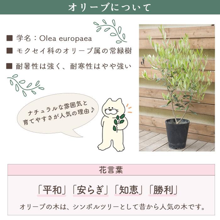 FlowerKitchen オリーブの木 品種おまかせオリーブ6号鉢 かご FlowerKitchen オリーブの木 品種おまかせオリーブ6号鉢 かご