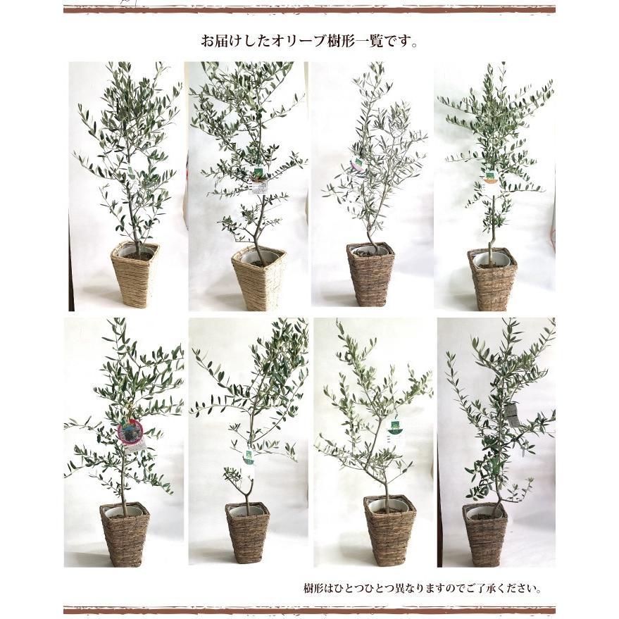 FlowerKitchen 観葉植物 オリーブの木 7号スタンダードタイプ FlowerKitchen 観葉植物 オリーブの木 7号スタンダードタイプ