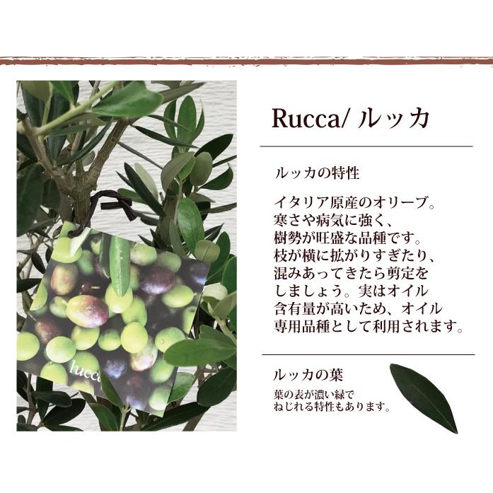 オリーブ 創樹 オリーブ 7号鉢 スタンダードタイプ 選べる品種 Fktk Olive7standard Flowerkitchen Jiyugaoka 通販 Yahoo ショッピング