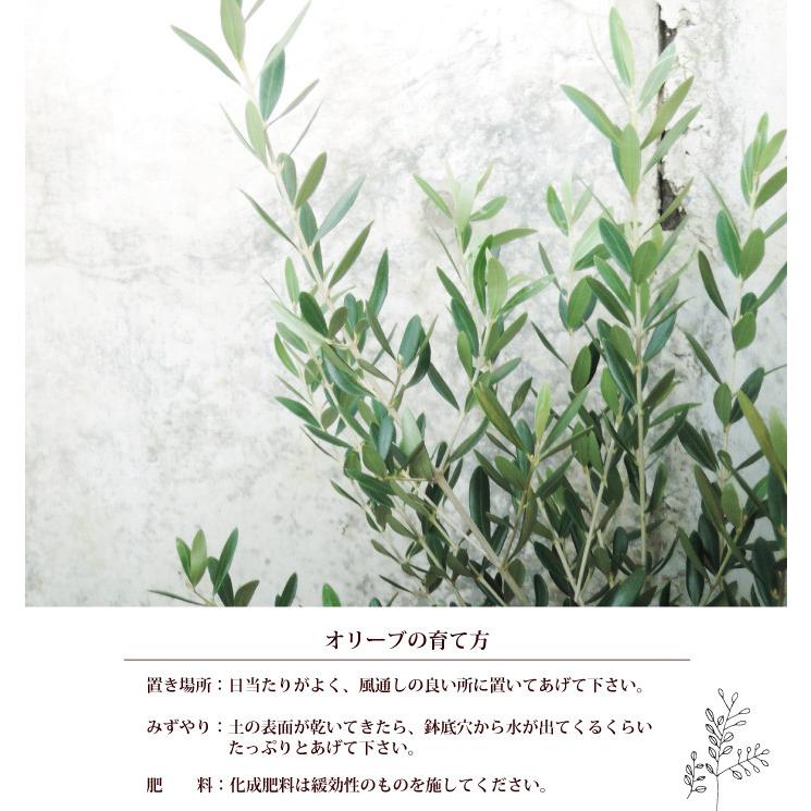 FlowerKitchen 観葉植物 オリーブ 6号鉢 ＋ ブリキブラックラウンド 