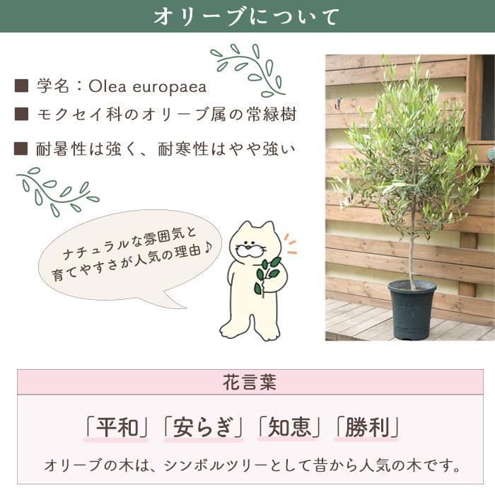 オリーブの木　ブガ　接木　植物　シンボルツリー オリーブの木 ブガ 接木 植物 シンボルツリー