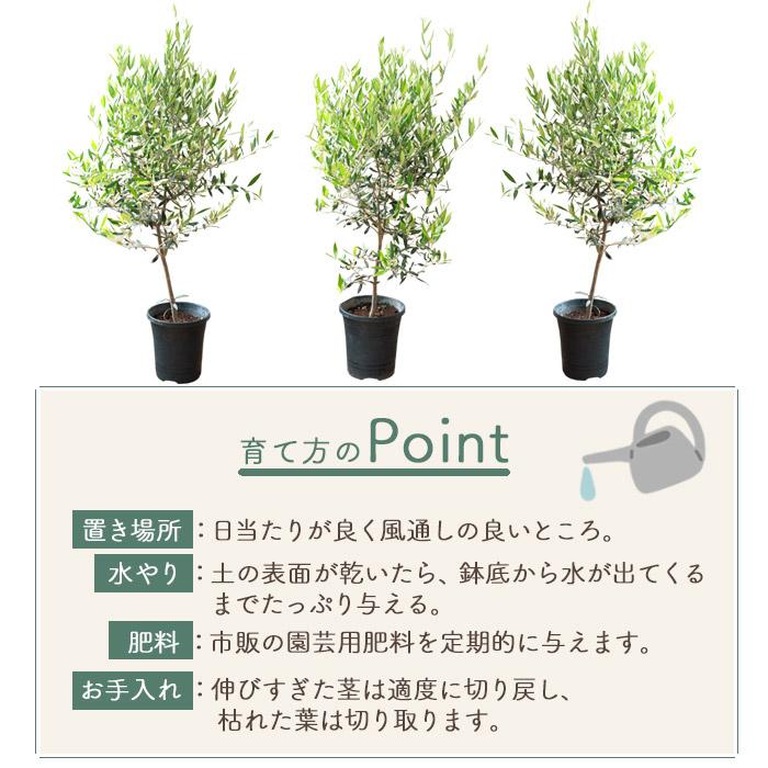 FlowerKitchen オリーブの木 品種おまかせオリーブ8号鉢 かご FlowerKitchen オリーブの木 品種おまかせオリーブ8号鉢 かご