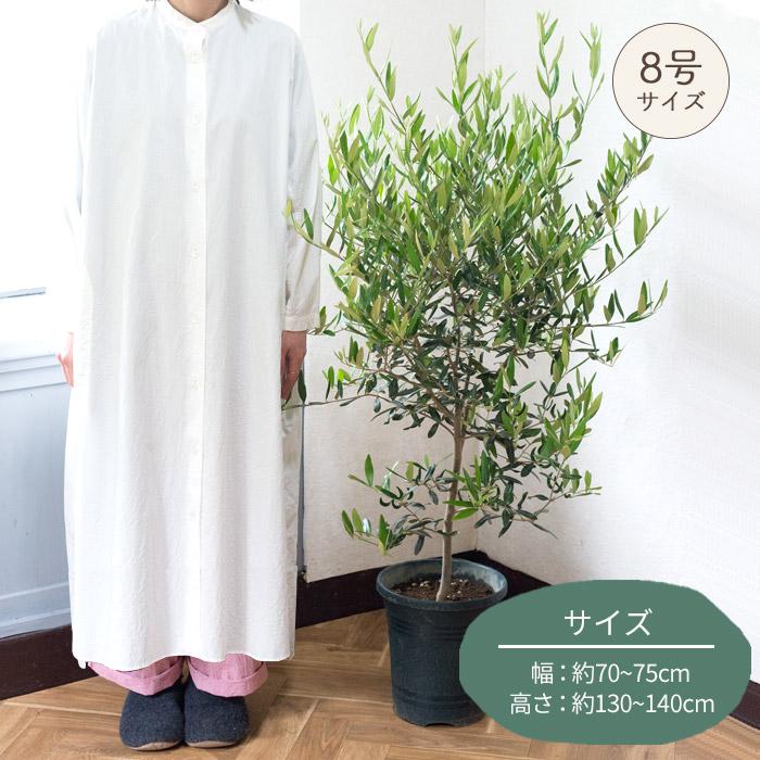 FlowerKitchen オリーブの木 品種おまかせオリーブ8号鉢 かご FlowerKitchen オリーブの木 品種おまかせオリーブ8号鉢 かご