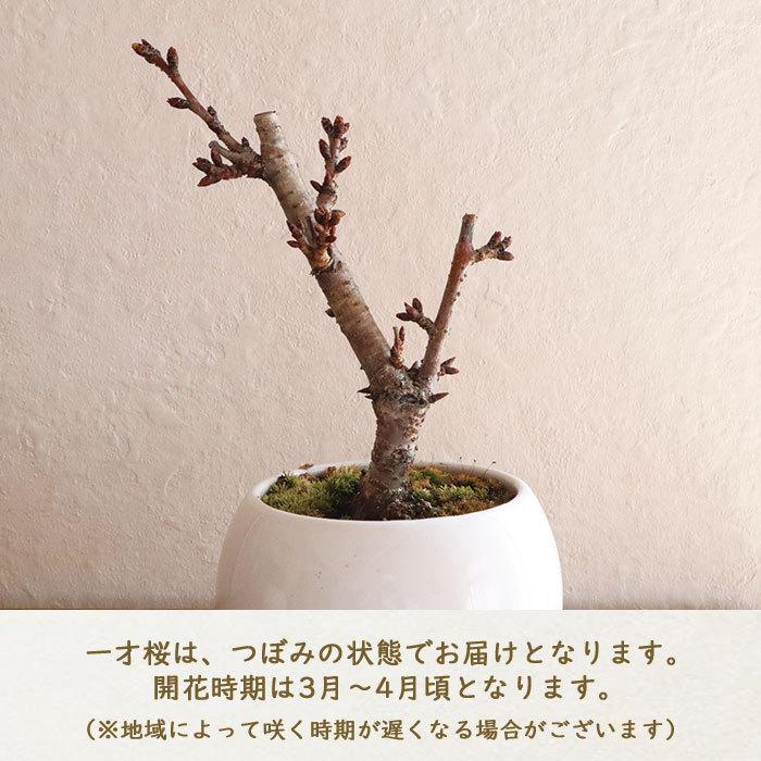 FlowerKitchen 和盆栽シリーズ 京都産 一才桜 の鉢物 旭山桜 白 FlowerKitchen 和盆栽シリーズ 京都産 一才桜 の鉢物 旭山桜 白