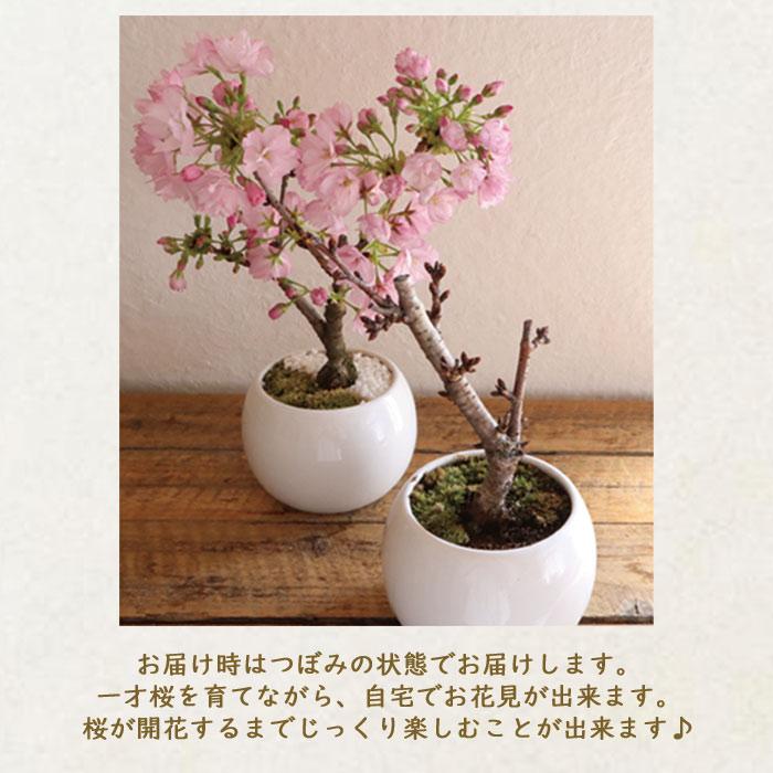 和盆栽シリーズ 京都産 一才桜 の鉢物 旭山桜 白砂利付き 桜盆栽 さくら 盆栽 お花見 桜の木｜fkjiyugaoka｜06