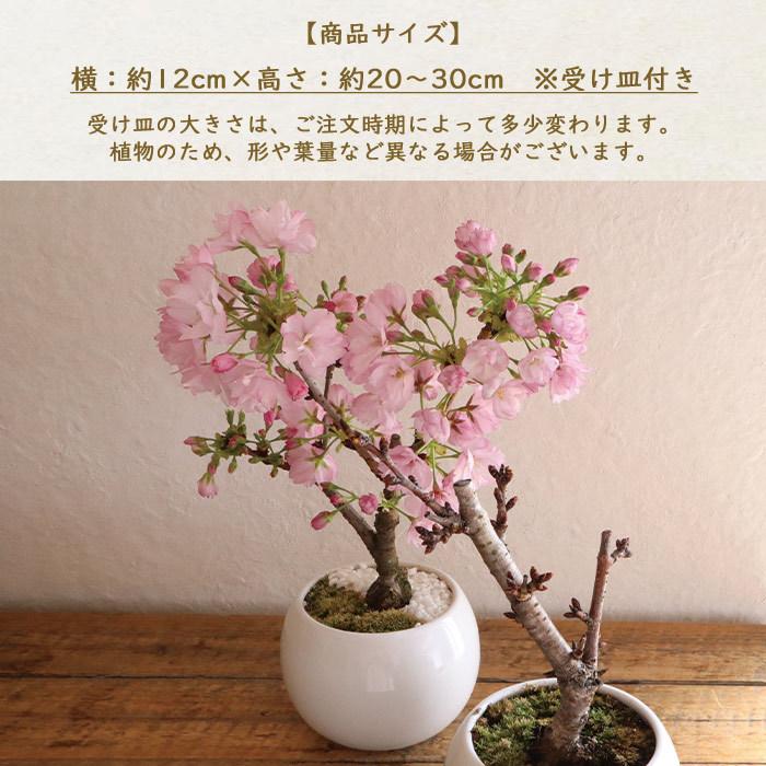 和盆栽シリーズ 京都産 一才桜 の鉢物 旭山桜 白砂利付き 桜盆栽 さくら 盆栽 お花見 桜の木｜fkjiyugaoka｜04