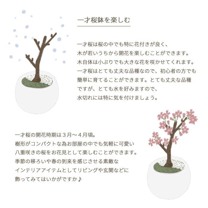 FlowerKitchen 和盆栽シリーズ 京都産 一才桜 の鉢物 旭山桜 白 FlowerKitchen 和盆栽シリーズ 京都産 一才桜 の鉢物 旭山桜 白