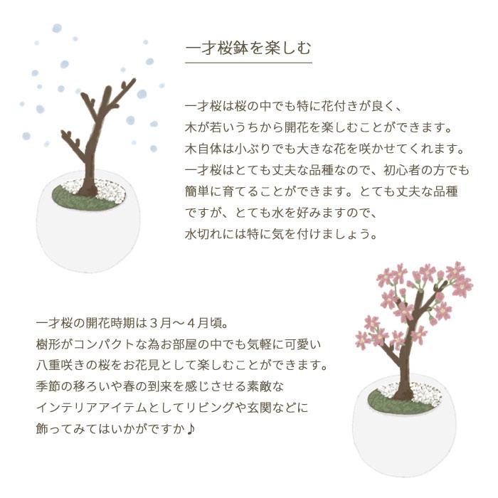 和盆栽シリーズ 京都産 一才桜 の鉢物 旭山桜 白砂利付き 桜盆栽 さくら 盆栽 お花見 桜の木｜fkjiyugaoka｜07