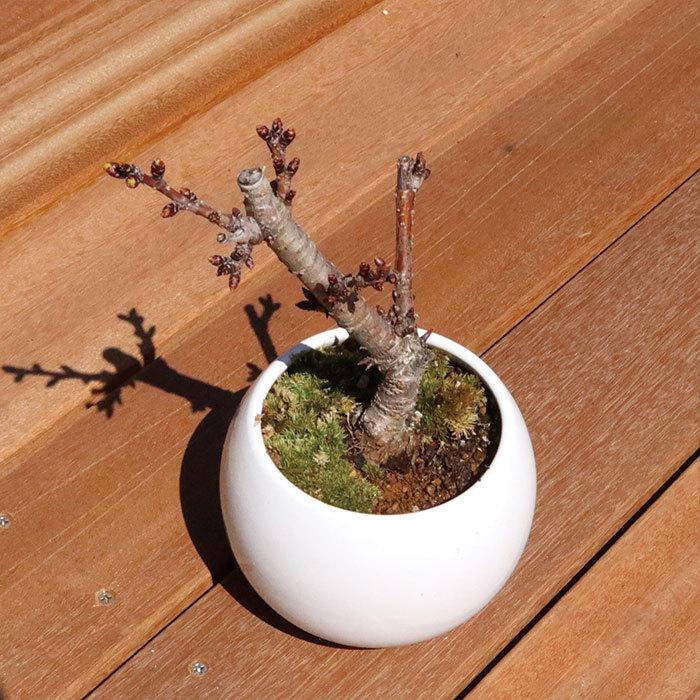 FlowerKitchen 和盆栽シリーズ 京都産 一才桜 の鉢物 旭山桜 白 FlowerKitchen 和盆栽シリーズ 京都産 一才桜 の鉢物 旭山桜 白