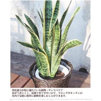 FlowerKitchen サンセベリア 7号 観葉植物 送料無料 グリーン 即日発送
