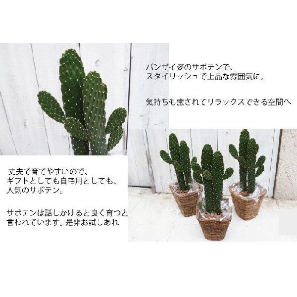 ウチワサボテン 観葉植物 スミエボシ サボテン かご付き 即日発送 あすつく グリーンギフト Sumiebosi Flowerkitchen Jiyugaoka 通販 Yahoo ショッピング