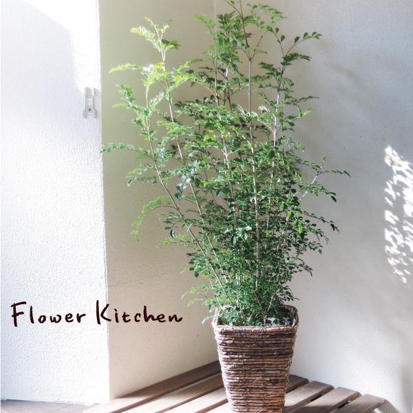 シマトネリコ 観葉植物  鉢カバー付き 育て方のしおり インテリア グリーン ギフト 室内 大型 FKTK の商品画像