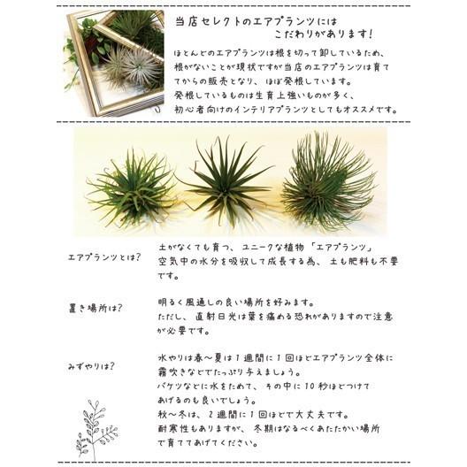 エアプランツ ウスネオイデス 2個セット おまかせ品種1種類つき チランジア 観葉植物 Usune Flowerkitchen Jiyugaoka 通販 Yahoo ショッピング