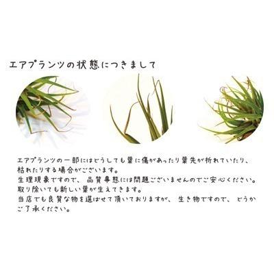 エアプランツ ウスネオイデス 2個セット おまかせ品種1種類つき チランジア 観葉植物 Usune Flowerkitchen Jiyugaoka 通販 Yahoo ショッピング