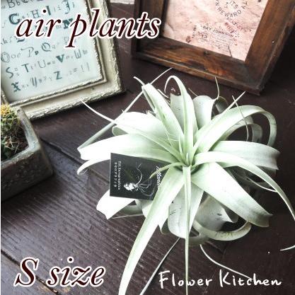 エアプランツ キセログラフィカ Sサイズ チランジア 観葉植物 Xero S Flowerkitchen Jiyugaoka 通販 Yahoo ショッピング