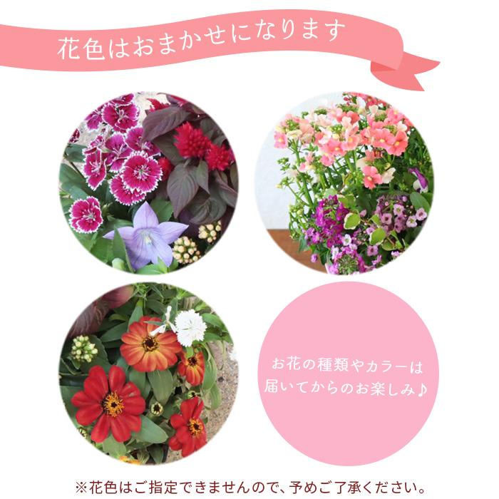 FlowerKitchen 季節のお花の寄せ植え 花苗6種 タル型鉢 FlowerKitchen 季節のお花の寄せ植え 花苗6種 タル型鉢